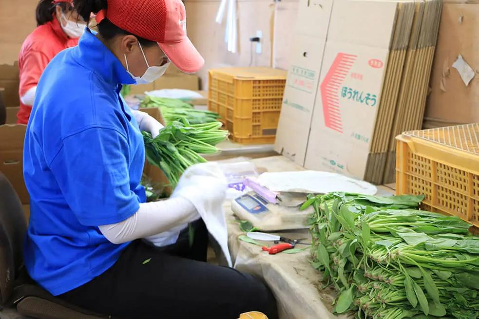 從田間到餐桌 真實的農業(yè)種菜、加工與農副產品收購全貌